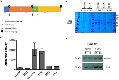 The CD147 Protein Complex Is Involved in Entry of Chikungunya Virus and Related Alphaviruses in Human Cells
